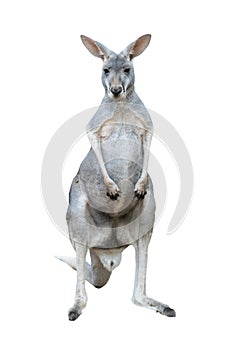 Gray kangaroo