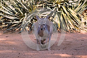 Gray kangaroo in the wild