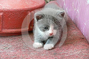 Gray kitten