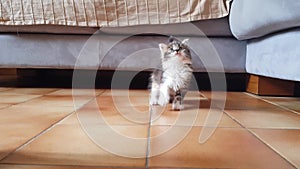 The gray kitten approaches the camera with curiosity and desire to play.