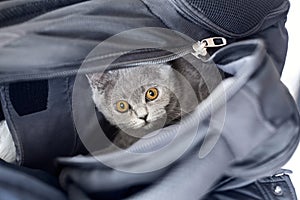 Gray kitten in a bag, tiny cat hiding in a backpack