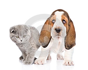 Gray kitten with basset hound puppy. isolated on white background
