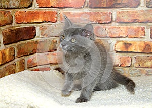 Gray kitten in bed in front of brick wall