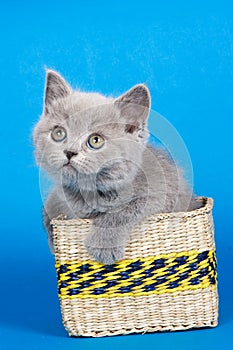Gray kitten brit in box on blue