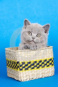 Gray kitten brit in box on blue photo