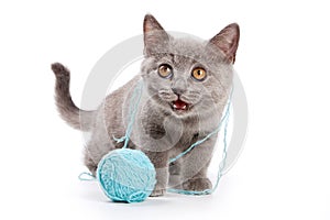Gray kitten British cat with a ball of wool mews isolated on white photo