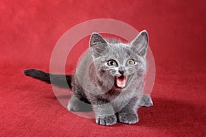 Gray kitten British cat meows