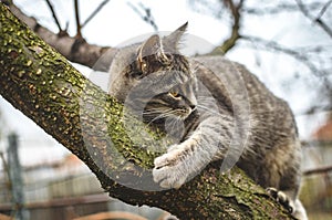 Gray kitten climbed a dry tree and clings to it