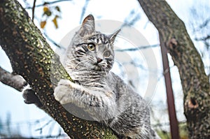 Gray kitten climbed a dry tree and clings to it