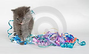 Gray kitten and colorful party decorations