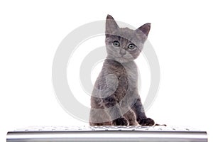 Gray kitten at a computer keyboard isolated on white