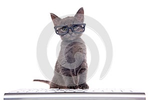 Gray kitten at a computer keyboard wearing glasses isolated on white