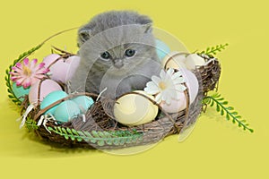 A gray kitten on an easter basket