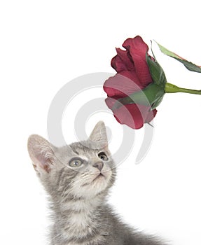 Gray kitten and flowers