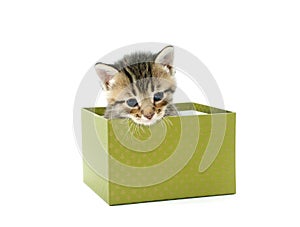 Gray kitten in green box