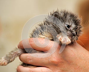 Gray kitten in his hands that just opened his eyes