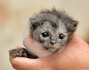 Gray kitten in his hands that just opened his eyes