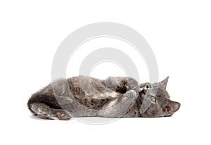 Gray kitten laying down on white background