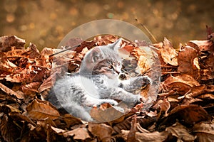 Gray kitten laying in pile of autumn leaves