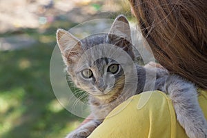 Gray kitten lies on the shoulder of a girl