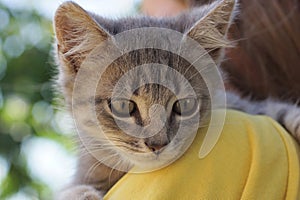 Gray kitten lies on the shoulder of a girl