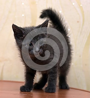 Gray kitten on a light background