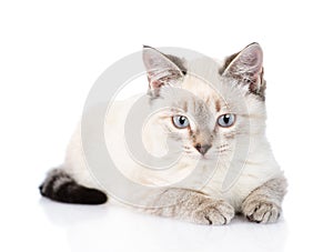 Gray kitten looking at camera. isolated on white background