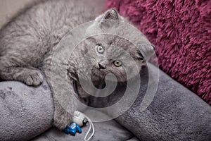 Gray kitten