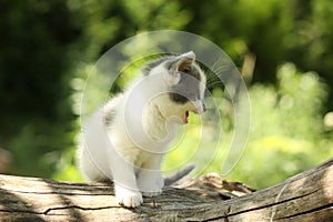 Gray kitten mewing cutely and resting on the tree stump