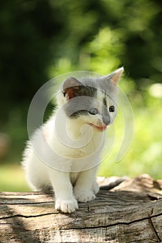 Gray kitten mewing cutely and resting on the tree stump