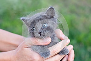 Gray kitten one month old in hands. Cat and lawn outside. Copy space