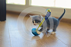 Gray kitten is played with a roly-poly toy on a wooden floor