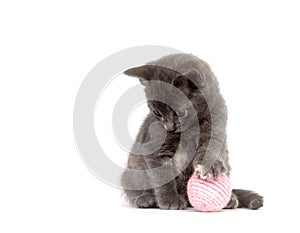 Gray kitten playing with pink ball