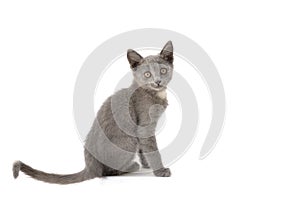 A gray kitten is playing and posing. Photo of a pet on a white background