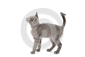 A gray kitten is playing and posing. Photo of a pet on a white background