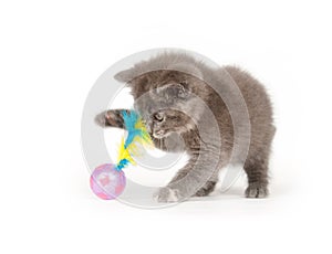 Gray kitten playing with toy