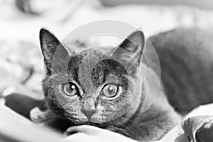 Gray kitten ready to pounce black and white