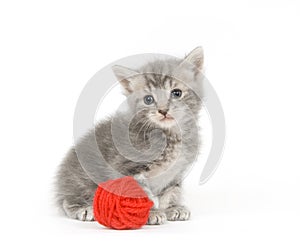 Gray kitten and red yarn