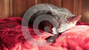 Gray Kitten Resting Peacefully on a Red Vintage Ottoman in Warm Sunlight