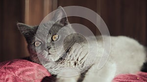 Gray Kitten Resting Peacefully on a Red Vintage Ottoman in Warm Sunlight