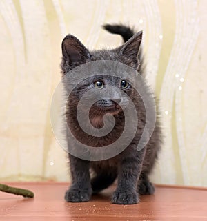 Gray kitten Russian blue