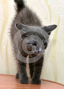 Gray kitten Russian blue