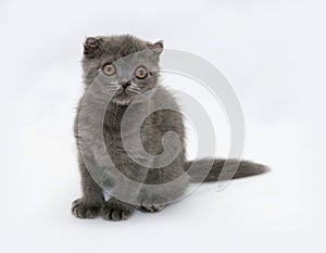 Gray kitten Scottish Fold sitting on gray