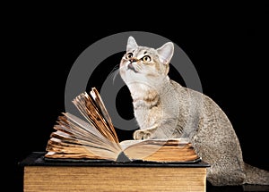 Gray kitten Scottish straight chinchilla sits near an open book on a black background