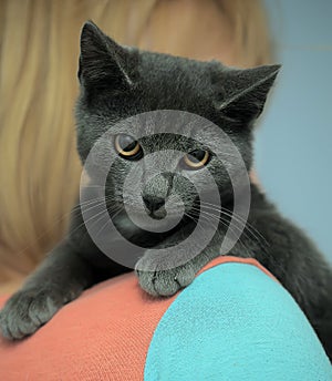 Gray kitten on the shoulder