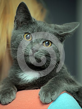 Gray kitten on the shoulder