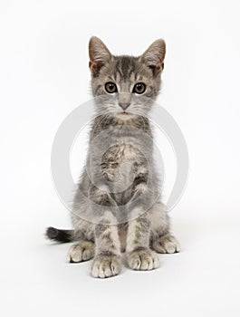 Gray kitten sitting on white background