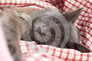 Gray kitten sleeping sweetly on back, stretched out paw
