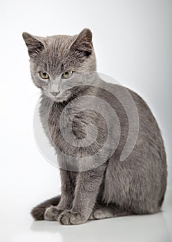 Gray kitten , smoky cat on gray background