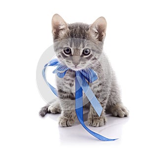 Gray kitten with a tape.